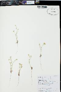 Cryptantha recurvata image