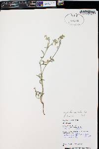 Cryptantha recurvata image