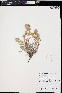 Oreocarya tenuis image