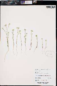 Cryptantha utahensis image