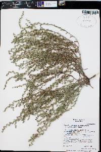 Lappula occidentalis var. cupulata image