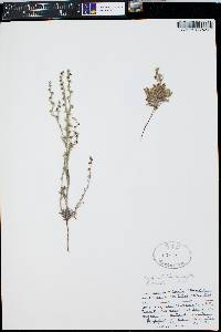 Lappula occidentalis var. cupulata image