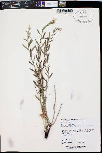 Lithospermum multiflorum image