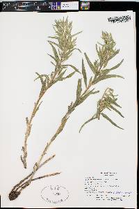 Lithospermum ruderale image