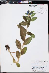 Mertensia ciliata image