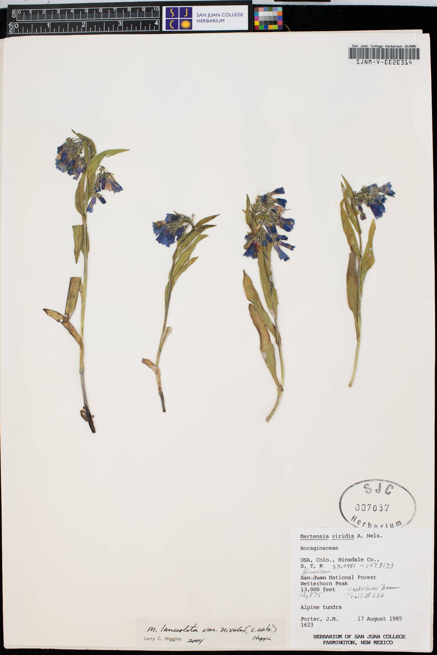 Mertensia oblongifolia image