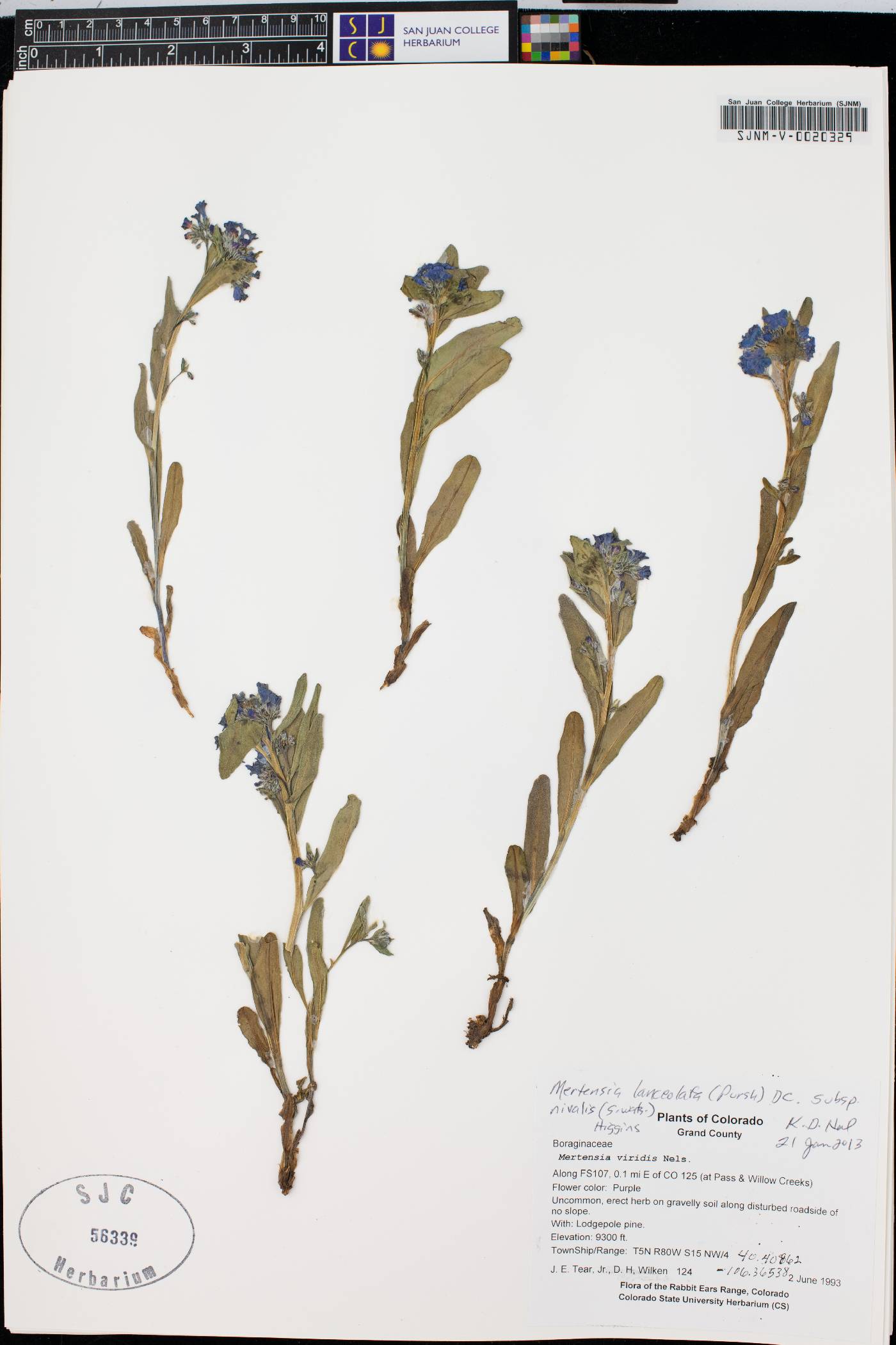 Mertensia oblongifolia image