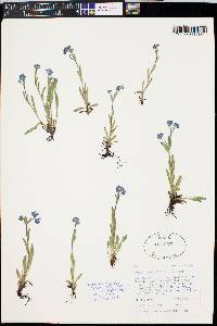 Myosotis asiatica image