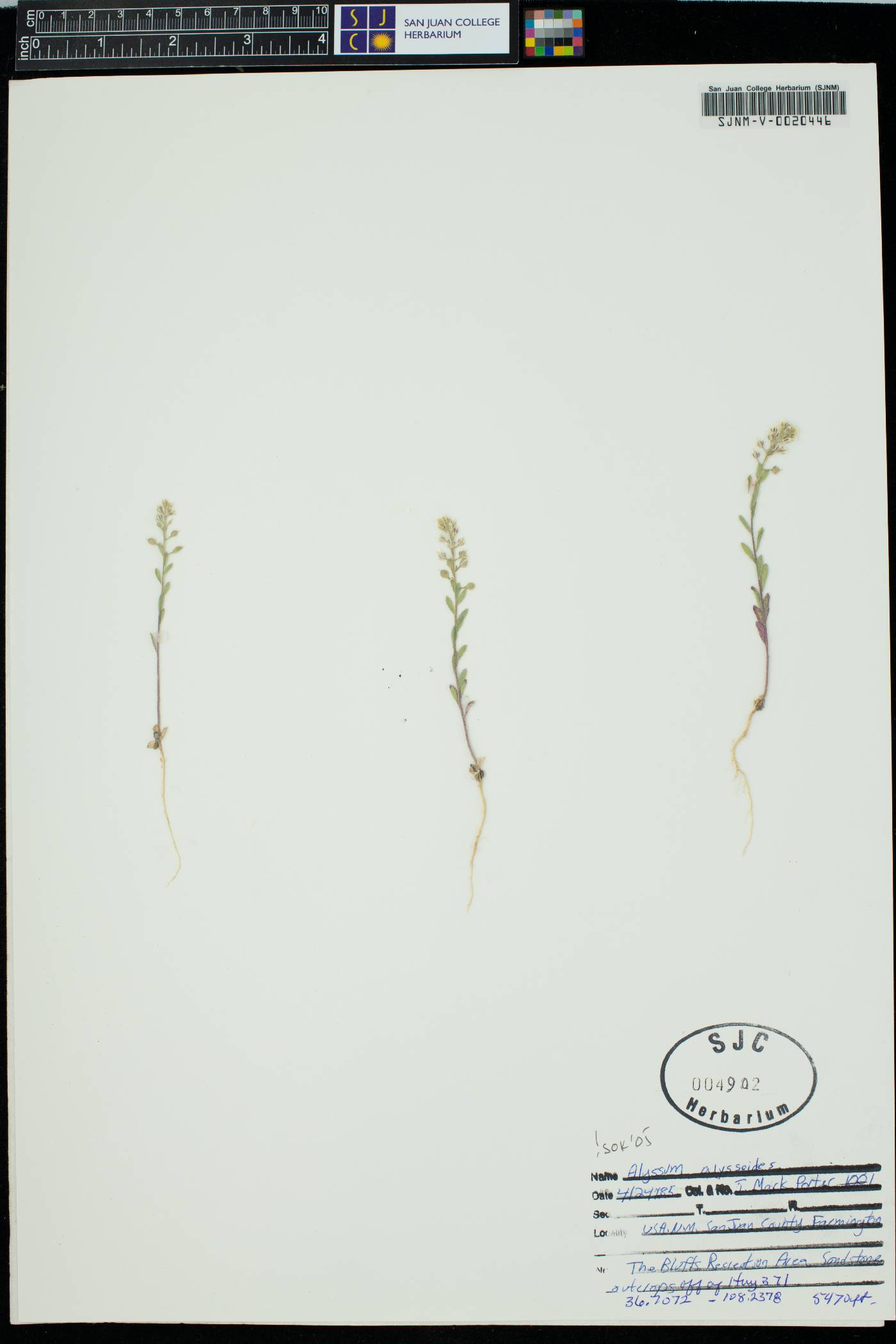 Alyssum alyssoides image