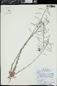 Boechera pallidifolia image