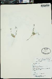 Boechera pallidifolia image