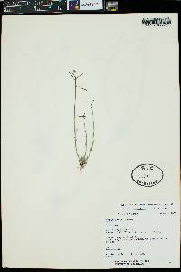 Boechera pendulina image
