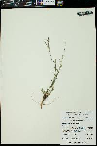 Boechera stricta image