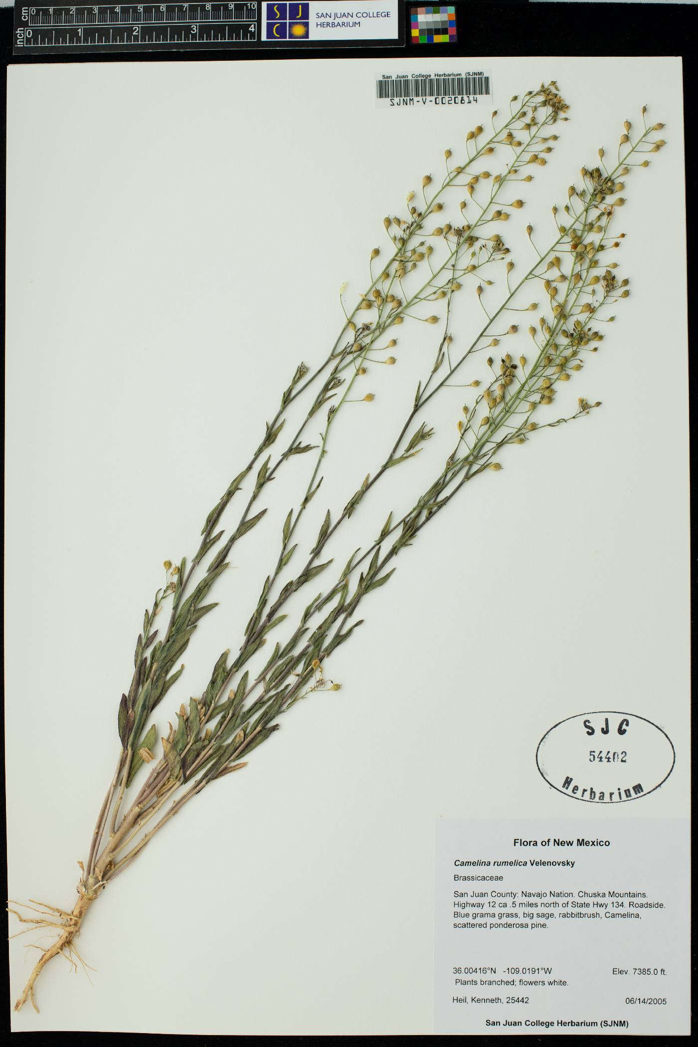 Camelina rumelica image