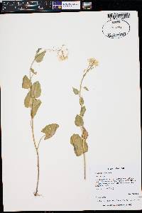 Cardamine cordifolia image