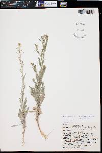 Descurainia pinnata subsp. ochroleuca image