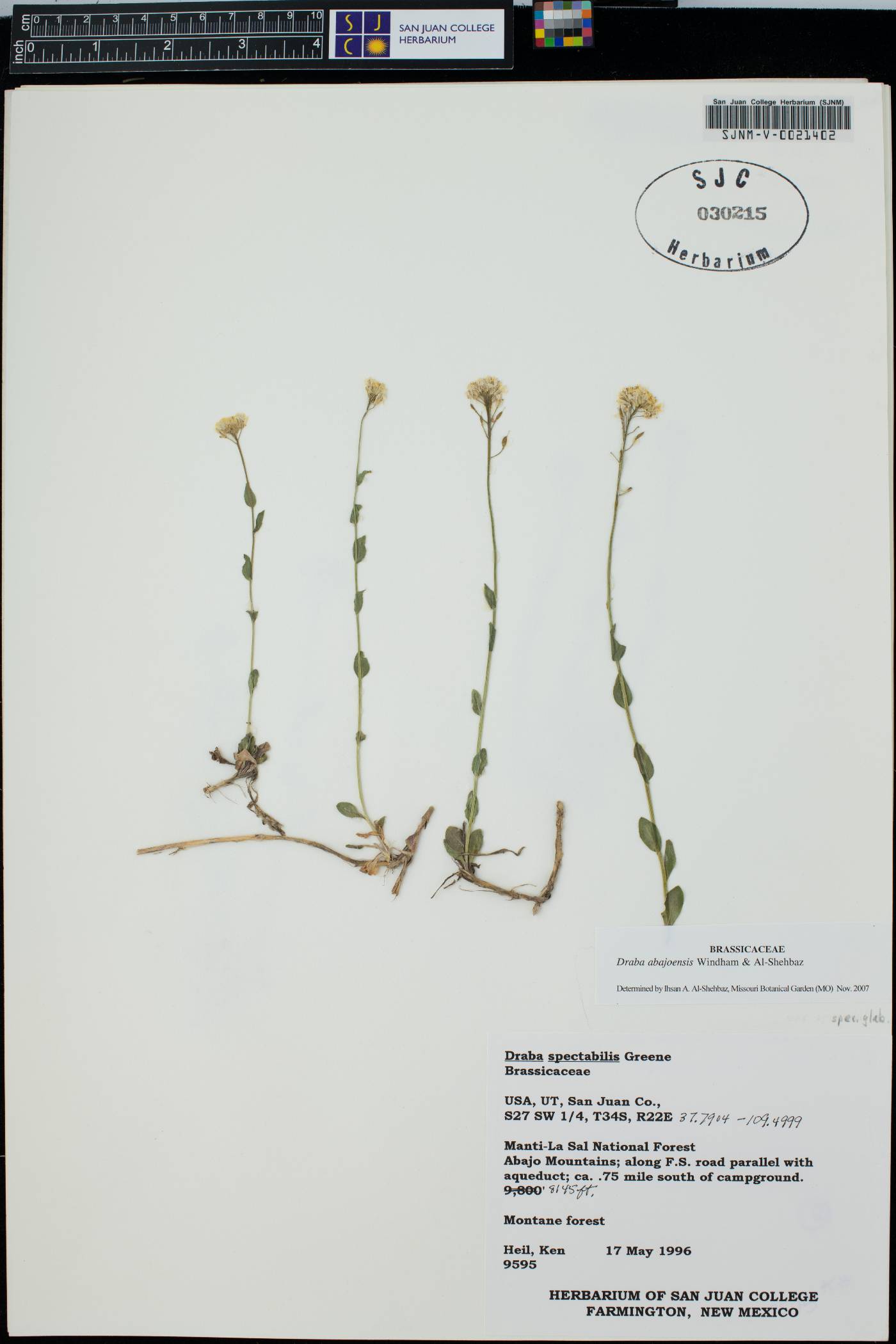 Draba abajoensis image