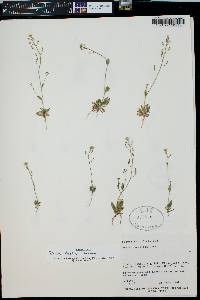 Draba albertina image