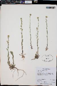 Draba aurea image