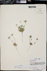 Draba cuneifolia image