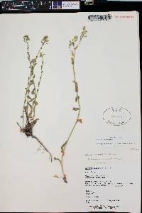 Draba helleriana image