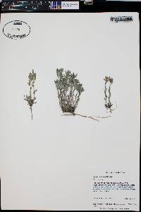 Draba henrici image