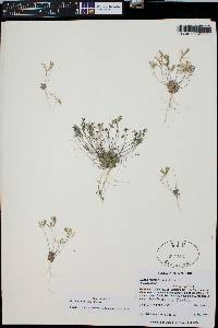 Draba reptans image