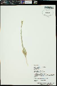 Erysimum repandum image