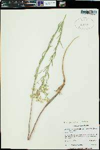 Lepidium alyssoides image