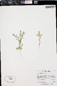 Lepidium densiflorum image