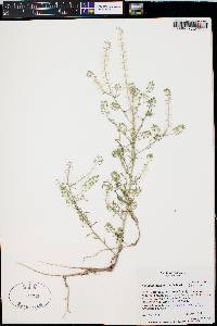 Lepidium densiflorum image