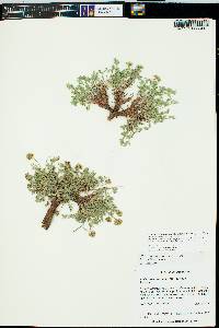 Cymopterus sessiliflorus image