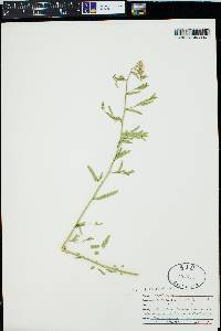 Lepidium eastwoodiae image