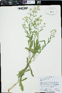 Lepidium integrifolium image
