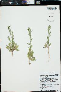 Lepidium lasiocarpum image