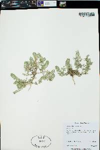 Lepidium lasiocarpum image