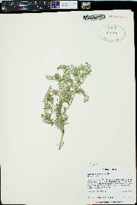 Lepidium lasiocarpum image