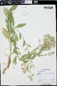 Lepidium latifolium image