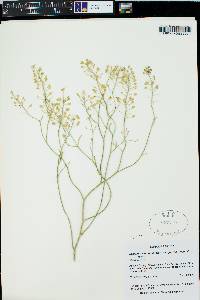 Lepidium montanum image