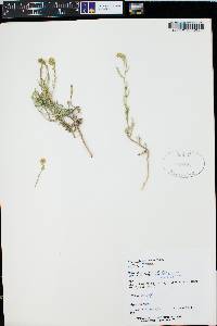 Lepidium montanum image