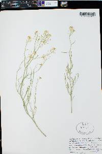 Lepidium montanum image