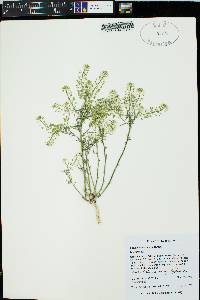 Lepidium montanum image