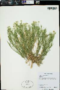 Lepidium montanum image