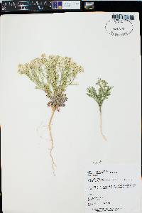 Lepidium montanum image