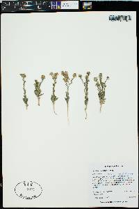 Lepidium sordidum image