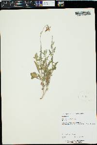 Lycocarpus fugax image