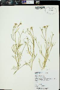 Lepidium montanum image