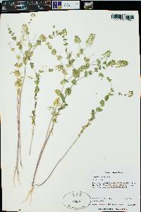 Lepidium perfoliatum image