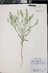 Lepidium virginicum subsp. menziesii image