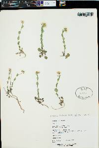 Noccaea fendleri subsp. glauca image